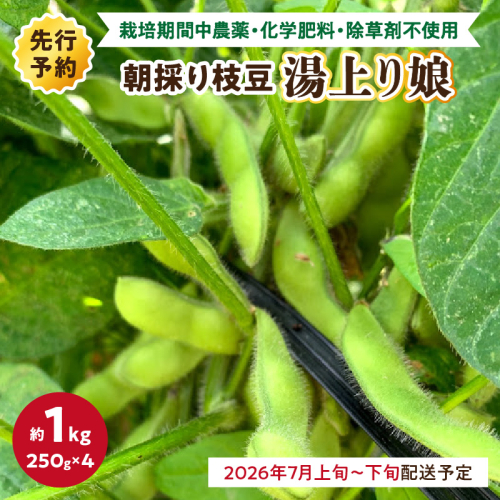 【先行予約／数量限定40】朝採り枝豆（湯上り娘）1kg（250g×4パック）（栽培期間中農薬・化学肥料・除草剤不使用）（2026年7月上旬～発送）
 1553899 - 京都府京丹後市