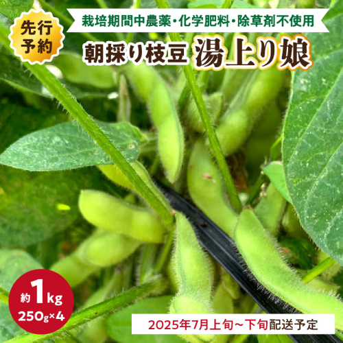 【先行予約／数量限定100】朝採り枝豆（湯上り娘）1kg（栽培期間中農薬・化学肥料・除草剤不使用）（2025年7月上旬～発送）
 1553899 - 京都府京丹後市