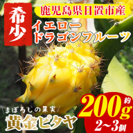 No.481 ＜数量限定＞鹿児島県産！ 黄金ピタヤ(イエロードラゴンフルーツ)(計約200g・2～3個) 果物 果実 フルーツ ドラゴンフルーツ イエロードラゴンフルーツ 希少 送料無料 【はまうえ果樹園】