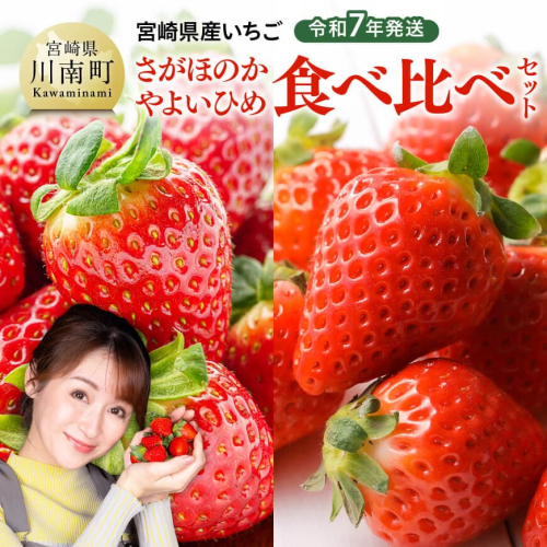 令和7年発送　宮崎県産いちご「さがほのか＆やよいひめ」食べ比べセット 【 先行予約 期間限定 果物 イチゴ 苺 フルーツ 】 1555460 - 宮崎県川南町