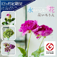 SL0225　【12回定期便】水のいらない花　ゼロフラワー定期便「花いちりん」
