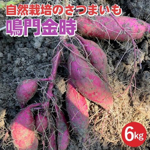 【期間限定】自然栽培のさつまいも 6kg 鳴門金時 京都 亀岡産 かたもとオーガニックファームよりお届け《サツマイモ 野菜 産地直送 国産 スイーツ》※離島への配送不可 1556309 - 京都府亀岡市