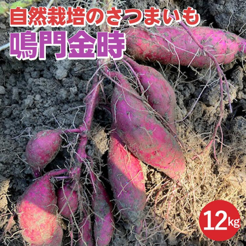 【期間限定】自然栽培のさつまいも 12kg 鳴門金時 京都 亀岡産 かたもとオーガニックファームよりお届け《サツマイモ 野菜 産地直送 国産 スイーツ》 ※離島への配送不可 1556310 - 京都府亀岡市