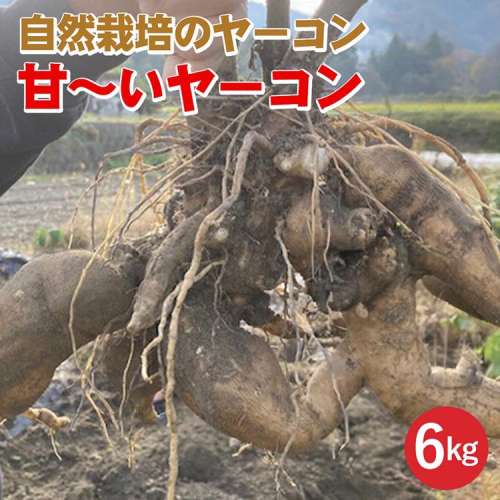 【期間限定】自然栽培の甘～いヤーコン 6kg 京都 亀岡産 かたもとオーガニックファームよりお届け《野菜 産地直送 国産 健康 食品 ダイエット 芋》 ※2024年11月上旬～2025年1月下旬頃に順次発送予定 ※離島への配送不可 1556313 - 京都府亀岡市