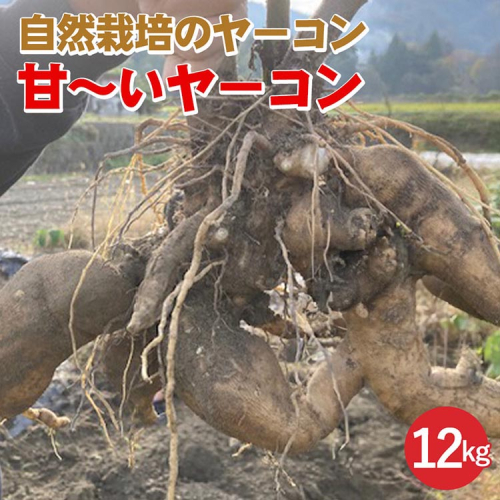 【期間限定】自然栽培の甘～いヤーコン 12kg 京都 亀岡産 かたもとオーガニックファームよりお届け《野菜 産地直送 国産 健康 食品 ダイエット 芋 》 ※2024年11月上旬～2025年1月下旬頃に順次発送予定 ※離島への配送不可 1556314 - 京都府亀岡市