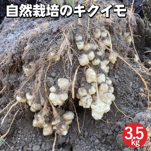 【期間限定】自然栽培のキクイモ 3.5kg 京都 亀岡産 かたもとオーガニックファームよりお届け《菊芋 野菜 産地直送 国産 健康 食品 ダイエット 芋》 ※2024年11月上旬～2025年3月下旬頃に順次発送予定 ※離島への配送不可 1556315 - 京都府亀岡市