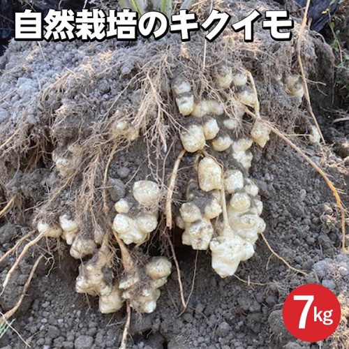 【期間限定】自然栽培のキクイモ 7kg 京都 亀岡産 かたもとオーガニックファームよりお届け《菊芋 野菜 産地直送 国産 健康 食品 ダイエット 芋》 ※2024年11月上旬～2025年3月下旬頃に順次発送予定 ※離島への配送不可 1556316 - 京都府亀岡市