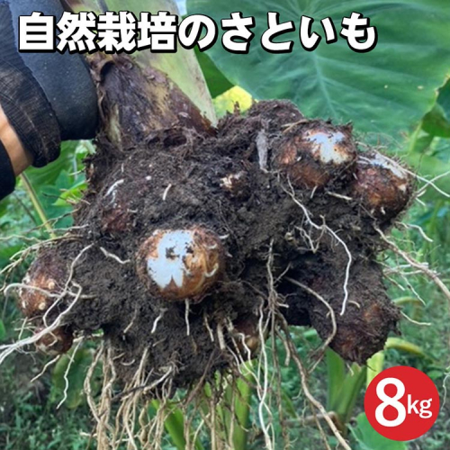 【期間限定】自然栽培のさといも 8kg 京都 亀岡産 かたもとオーガニックファームよりお届け《里芋 野菜 産地直送 国産 採れたて 新鮮 サトイモ》 ※2025年11月下旬～2026年2月下旬頃に順次発送 ※離島への配送不可 1556318 - 京都府亀岡市