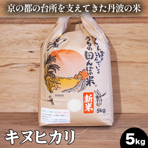 【数量限定】新米 令和6年産 キヌヒカリ 5kg 精米 コメ 送料無料 ごはん 白米 ご飯 国産 きぬひかり 1556319 - 京都府亀岡市