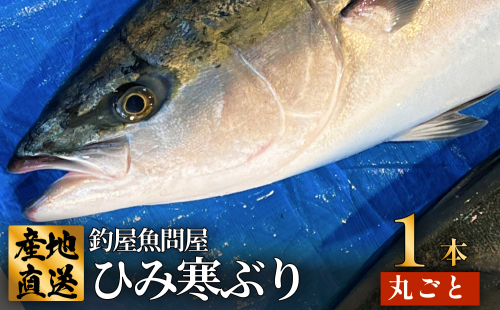 ひみ寒ぶり1本丸ごと 富山県 氷見 氷見漁港 能登 寒ブリ １本 天然鰤 サク 丸ごと 釣屋魚問屋 天然 鮮魚 ブリ 産地直送 1556522 - 富山県氷見市