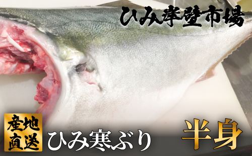 【先行予約】【期間限定】ひみ寒ぶり半身  富山県 氷見 氷見漁港 能登 寒ブリ 半身 天然鰤 処理 ひみ岸壁市場 天然 鮮魚 ブリ 産地直送 釣屋魚問屋直営 ひみ岸壁市場 1556523 - 富山県氷見市