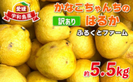 訳あり はるか みかん 約5.5kg ふるくとファーム サイズ混合 かなこちゃん はるかみかん 先行予約 果物 くだもの フルーツ 甘い 爽やか 美味しい 柑橘 蜜柑 mikan 愛媛ミカン 愛媛蜜柑 愛媛みかん 訳アリ 訳あり品 訳有り わけあり 数量限定 産地直送 国産 愛媛 宇和島 B010-037007