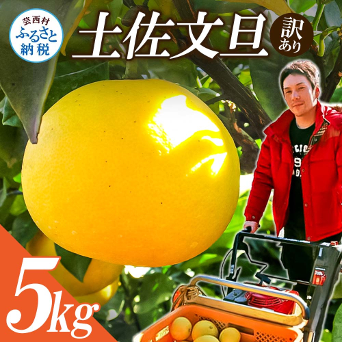 【先行予約】“高知県産”ワケあり土佐文旦(※シミ・キズあり)5kg・サイズおまかせ 155770 - 高知県芸西村