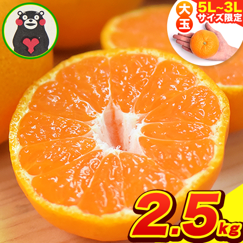 ご家庭用 熊本 大粒みかん 約2.5kg (3L～5Lサイズ)大玉 みかん 先行予約 熊本 ちょっと 訳あり 傷 たっぷり 熊本県産 熊本県 期間限定 フルーツ 旬 柑橘 長洲町 大粒みかん《2025年1月中旬-2月末頃より出荷予定》 1557735 - 熊本県長洲町