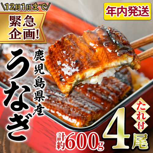 【0234317a】【緊急企画！数量限定】鰻の蒲焼(無頭)(4尾・計約600g・タレ、山椒付) うなぎ ウナギ 鰻 国産 蒲焼 蒲焼き たれ 鹿児島 ふるさと 人気 支援【アクアおおすみ】 1557746 - 鹿児島県東串良町