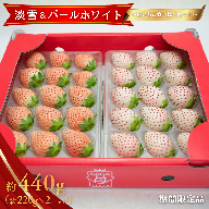 佐賀県産 白いちご 淡雪＆パールホワイト：B180-035