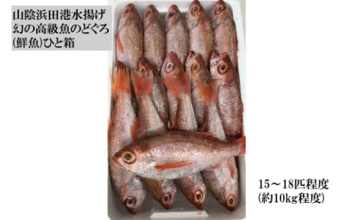 山陰浜田港水揚げ　幻の高級魚のどぐろ(鮮魚)ひと箱 【1996】 1564537 - 島根県浜田市