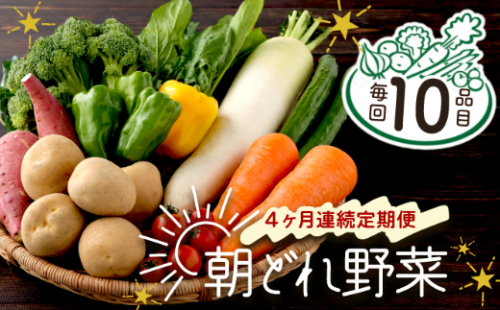 【4ヶ月連続定期便】【訳あり】朝どれ野菜 10品目 春 旬 新鮮 野菜 おまかせ 送料無料 1564778 - 高知県室戸市