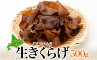 [№5525-1107]湘南しいたけ 生 きくらげ 500g きくらげ 木耳 キクラゲ 生 ぷりぷり プリプリ こりこり コリコリ 栄養 ヘルシー ダイエット 中華  アレンジ スープ サラダ 新鮮 きのこ キノコ 弾力 みずみずしい 北海道 伊達市