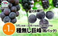 [No.5657-4122]訳あり種無し巨峰 (粒パック) 約1kg《黒岩果樹園》■2025年発送■※9月上旬頃～10月下旬頃まで順次発送予定