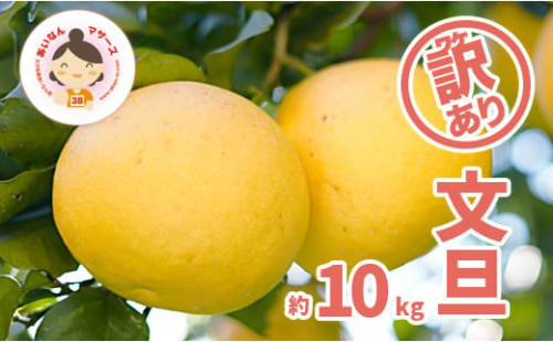 先行予約 訳あり 文旦 10kg （ Lサイズ 以上 ） 10000円 ぶんたん みかん mikan 蜜柑 ミカン 家庭用 産地直送 国産 農家直送 減農薬 糖度 期間限定 数量限定 特産品 ゼリー ジュース アイス 人気 限定 甘い 果実 果肉 フルーツ 果物 柑橘 先行 事前 予約 受付 ビタミン 健康 美味しい おいしい ジューシー サイズ ミックス あいなんマザーズ 愛南町 愛媛県 1569870 - 愛媛県愛南町