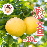 先行予約 2027年2月中旬～発送 訳あり 文旦 10kg （Mサイズ以上 サイズミックス） 10000円 ぶんたん みかん家庭用 産地直送 国産 農家直送 減農薬 糖度 期間限定 数量限定 特産品 果実 果肉 フルーツ 果物 柑橘 先行 事前 予約 受付 サイズ ミックス あいなんマザーズ 愛南町 愛媛県