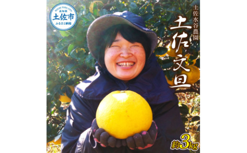本場、高知県土佐市産！土佐水谷農園の露地土佐文旦3kg 3～5Lサイズ 文旦 ブンタン ぶんたん 柑橘 かんきつ 柑橘類 みかん フルーツ デザート 果物 おやつ マーマレード ミネラル ビタミン 1570002 - 高知県土佐市