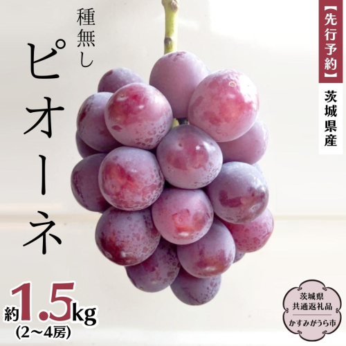 【 先行予約 】 茨城県産 ピオーネ（種なし）約1.5kg（2～4房） (茨城県共通返礼品 かすみがうら市)  (2025年9月上旬発送開始)  久保田果樹園 産地直送 フルーツ 甘い 直送 茨城 限定 ギフト ぶどう ピオーネ 果物 [DH007sa] 1570637 - 茨城県桜川市