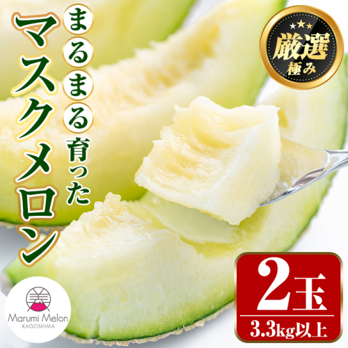 【0222203a】まるまる育ったマスクメロン(2玉・計3.3kg以上) マスクメロン フルーツ 果物 果実 3キロ 数量限定 期間限定【まる美園芸組合】 157269 - 鹿児島県東串良町