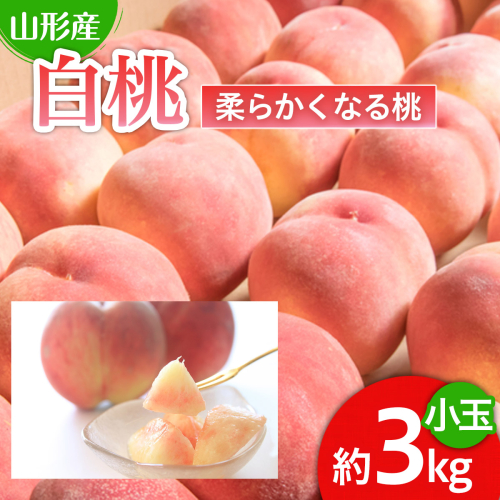 人気です！山形産 白桃 小玉 秀品 3kg[柔らかくなる桃] 【令和8年産先行予約】FU22-745 157538 - 山形県山形市