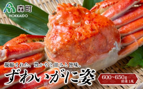 【順次発送】 ずわいがに姿 600～650g前後 1尾 ＜ワイエスフーズ＞ かに カニ 蟹 ガニ がに 森町 ふるさと納税 北海道 ずわいがに ずわいかに ズワイガニ mr1-0852-1 158526 - 北海道森町
