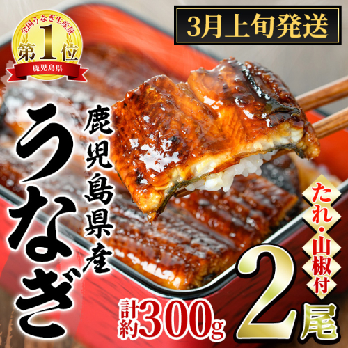 【0134332a-2603】＜3月上旬発送予定＞東串良町のうなぎ蒲焼(無頭)(2尾・計約300g・タレ、山椒付) うなぎ 高級 ウナギ 鰻 国産 蒲焼 蒲焼き たれ 鹿児島 ふるさと 人気【アクアおおすみ】 1586814 - 鹿児島県東串良町