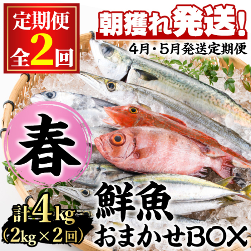 【0301101b】＜定期便・全2回(4月・5月)＞「春の鮮魚BOX」朝獲れ発送！鮮魚問屋が厳選したおまかせ鮮魚(約2kg程度×2回) 魚 魚介類 鮮魚 海鮮 詰め合わせ セット 刺身 天ぷら 煮つけ 塩焼き【江川商店】 158852 - 鹿児島県東串良町