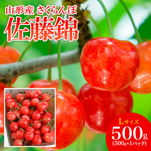 山形産 さくらんぼ 佐藤錦 L 500g 【令和8年産先行予約】FS25-505 159069 - 山形県山形市