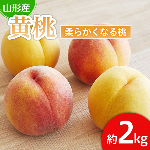 山形産 黄色い桃(有袋・無袋)2kg(5～10玉)[柔らかくなる桃] 【令和8年産先行予約】FU21-166 159176 - 山形県山形市