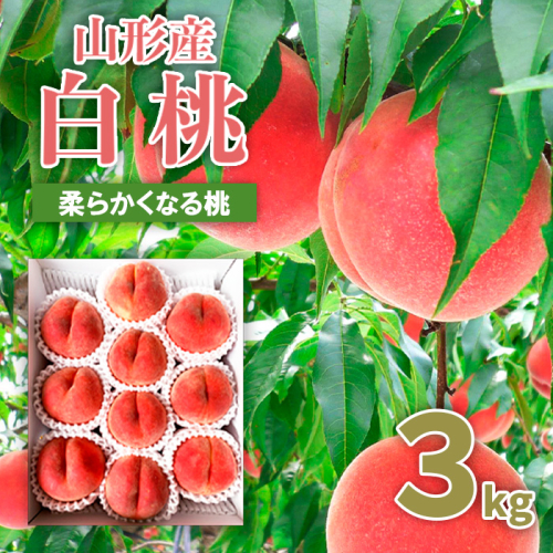 山形市産 桃 秀3kg(5～13玉)[柔らかくなる桃] 【令和8年産先行予約】FU20-062 159177 - 山形県山形市