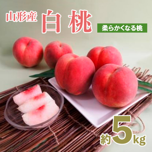 山形産白桃 小玉サイズ 約5kg(18～22玉)[柔らかくなる桃]【令和8年産先行予約】FU21-159 159183 - 山形県山形市