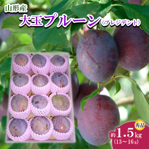 山形市産 大玉プルーン(プレジデント) 秀 約1.5kg(13～16玉)【令和8年産先行予約】FU22-757 159218 - 山形県山形市