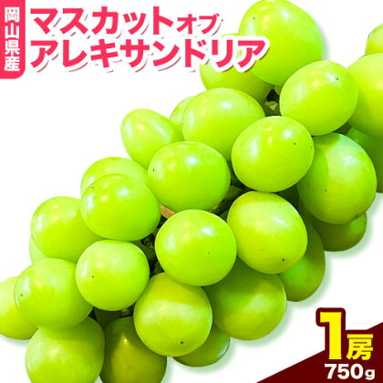 岡山県産マスカット（マスカット オブ アレキサンドリア　1房750g以上）令和7年産先行受付《7月上旬-8月中旬頃出荷》【配送不可地域あり】 1593672 - 岡山県笠岡市