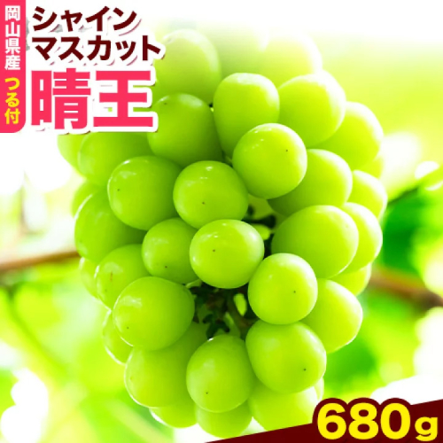 岡山県産シャインマスカット（晴王）1房入り（1房680g以上）（令和7年産先行受付）《9月上旬-10月下旬頃出荷》 葡萄 ぶどう ブドウ マスカット シャインマスカット 種無し フルーツ 獲れたて【配送不可地域あり】 1593703 - 岡山県笠岡市