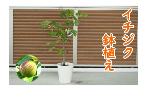 苗木 イチジク 鉢植え 植物 ガーデン インテリア ※配送不可:北海道、沖縄、離島 1593781 - 福岡県朝倉市