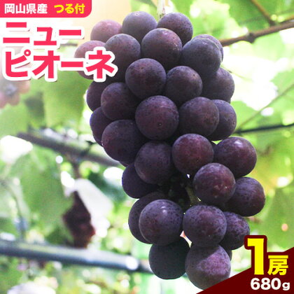 岡山県産ニューピオーネ（1房680g以上）1房入り　令和7年産先行受付《9月上旬-10月中旬頃出荷》【配送不可地域あり】 1596568 - 岡山県笠岡市