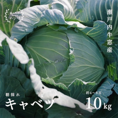 瀬戸内 牛窓産 キャベツ 約10kg（4～8玉） 野菜 159699 - 岡山県瀬戸内市