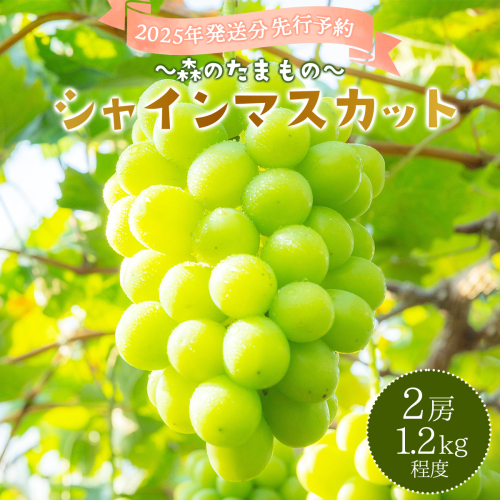 2025年発送分 先行予約＜～森のたまもの～＞朝採り直送！シャインマスカット 2房 1.2kg前後【025-a016】 1597651 - 岡山県鏡野町