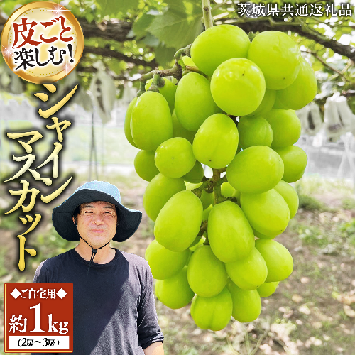 【2026年9月中旬発送開始】《先行予約》シャインマスカット ご自宅用 約 1kg  ( 2房 ～ 3房 ) ( 茨城県共通返礼品 かすみがうら市 ) マスカット 葡萄 ぶどう ブドウ 歯ごたえ 甘み 香り 鈴木農園 [ED005sa] 1597652 - 茨城県桜川市