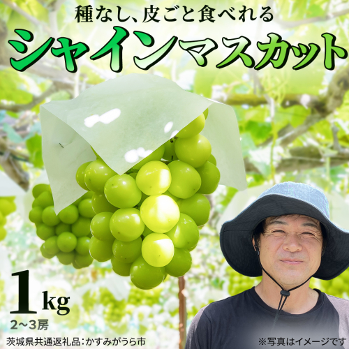 【2026年9月中旬発送開始】《先行予約》シャインマスカット ご自宅用 約 1kg  ( 2房 ～ 3房 ) ( 茨城県共通返礼品 かすみがうら市 ) マスカット 葡萄 ぶどう ブドウ 歯ごたえ 甘み 香り 鈴木農園 [ED005sa] 1597652 - 茨城県桜川市