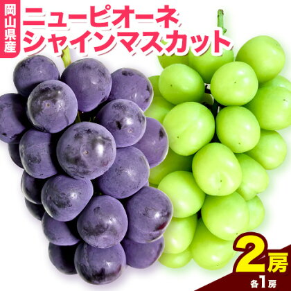 岡山県産ニューピオーネ（１房580g以上）＆シャインマスカット「晴王」（1房580g以上）（令和7年産先行受付）《9月上旬-10月中旬頃出荷》【配送不可地域あり】 1597659 - 岡山県笠岡市