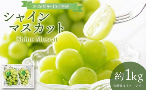＜2026年発送分 先行予約＞9月～10月発送お土産シャインマスカット1kg箱【029-a011】 1598423 - 岡山県鏡野町