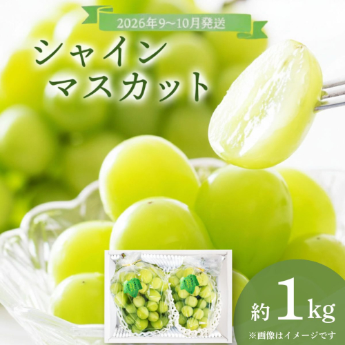 ＜2026年発送分 先行予約＞9月～10月発送お土産シャインマスカット1kg箱【029-a011】 1598423 - 岡山県鏡野町