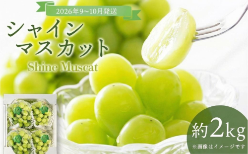 ＜2026年発送分 先行予約＞9月～10月発送お土産シャインマスカット2kg箱【029-a012】 1598425 - 岡山県鏡野町